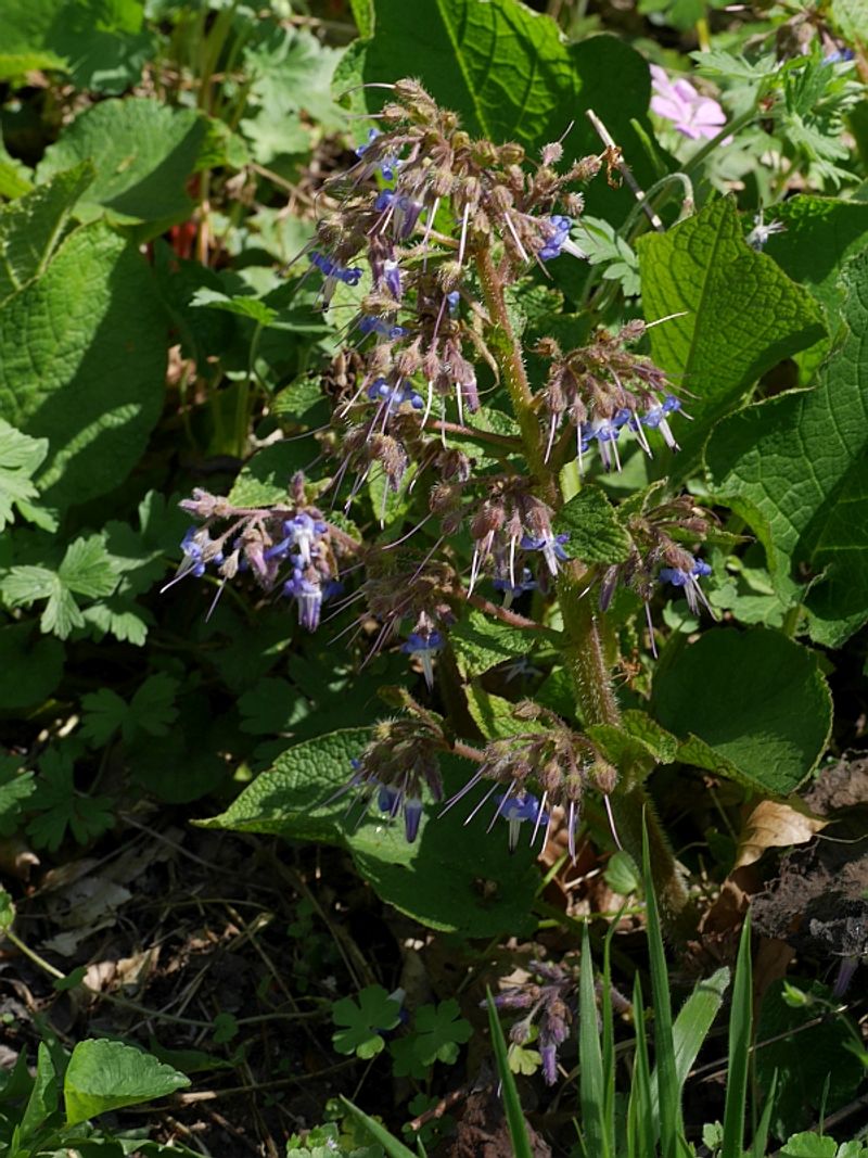 Turkish Cap (Trachystemon orientalis)