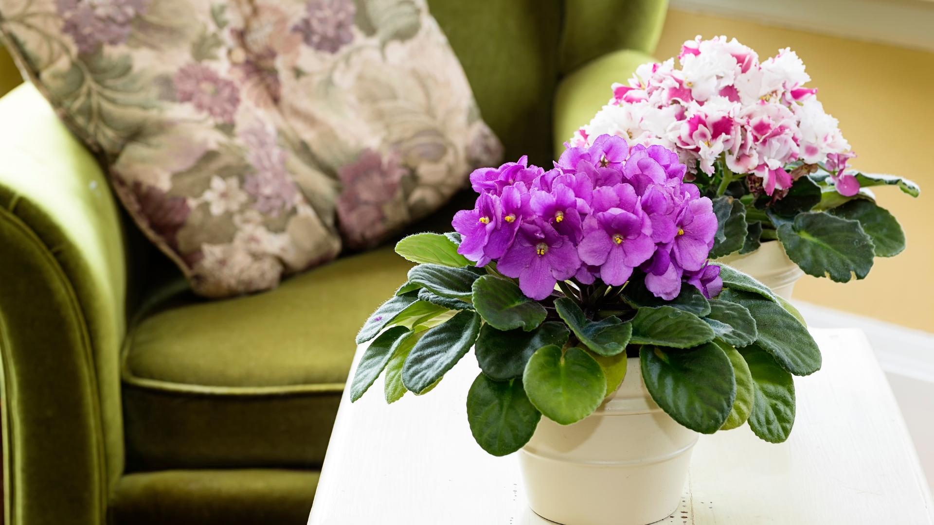 20 Indoor Flowers That Are Sensitive To Summer Heat (And What You Can Do To Help Them Thrive)
