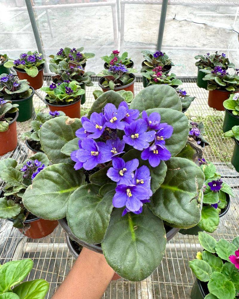 African Violets
