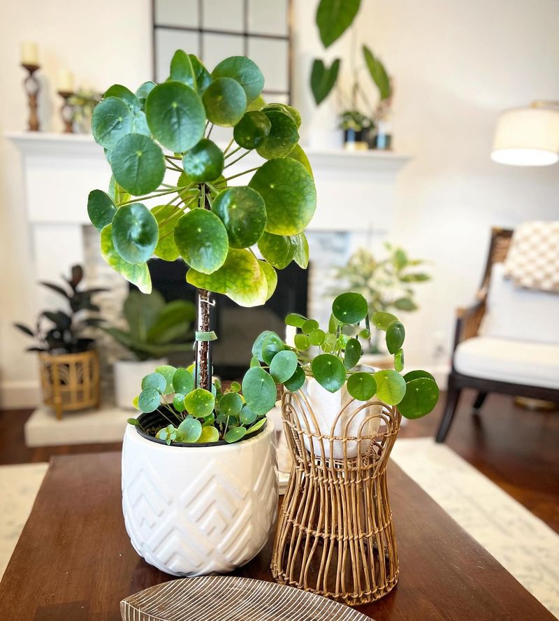 Pilea Peperomioides