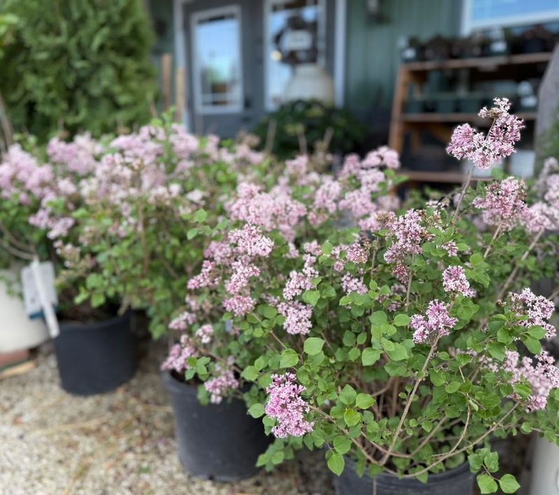 Dwarf Korean Lilac