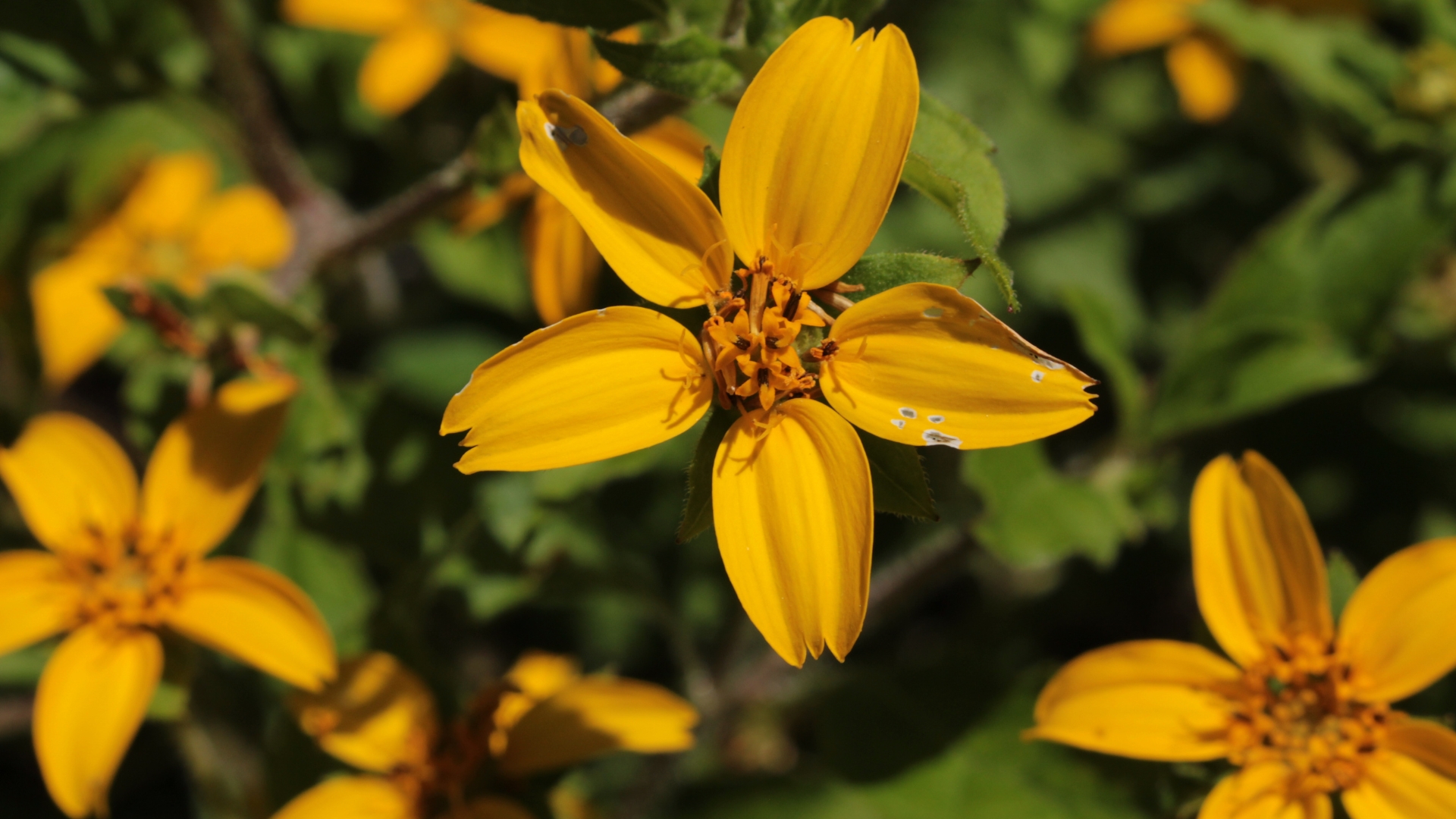 20 Native Ground Covers That Keep Weeds Away Naturally (And Fill Borders Without Fuss)
