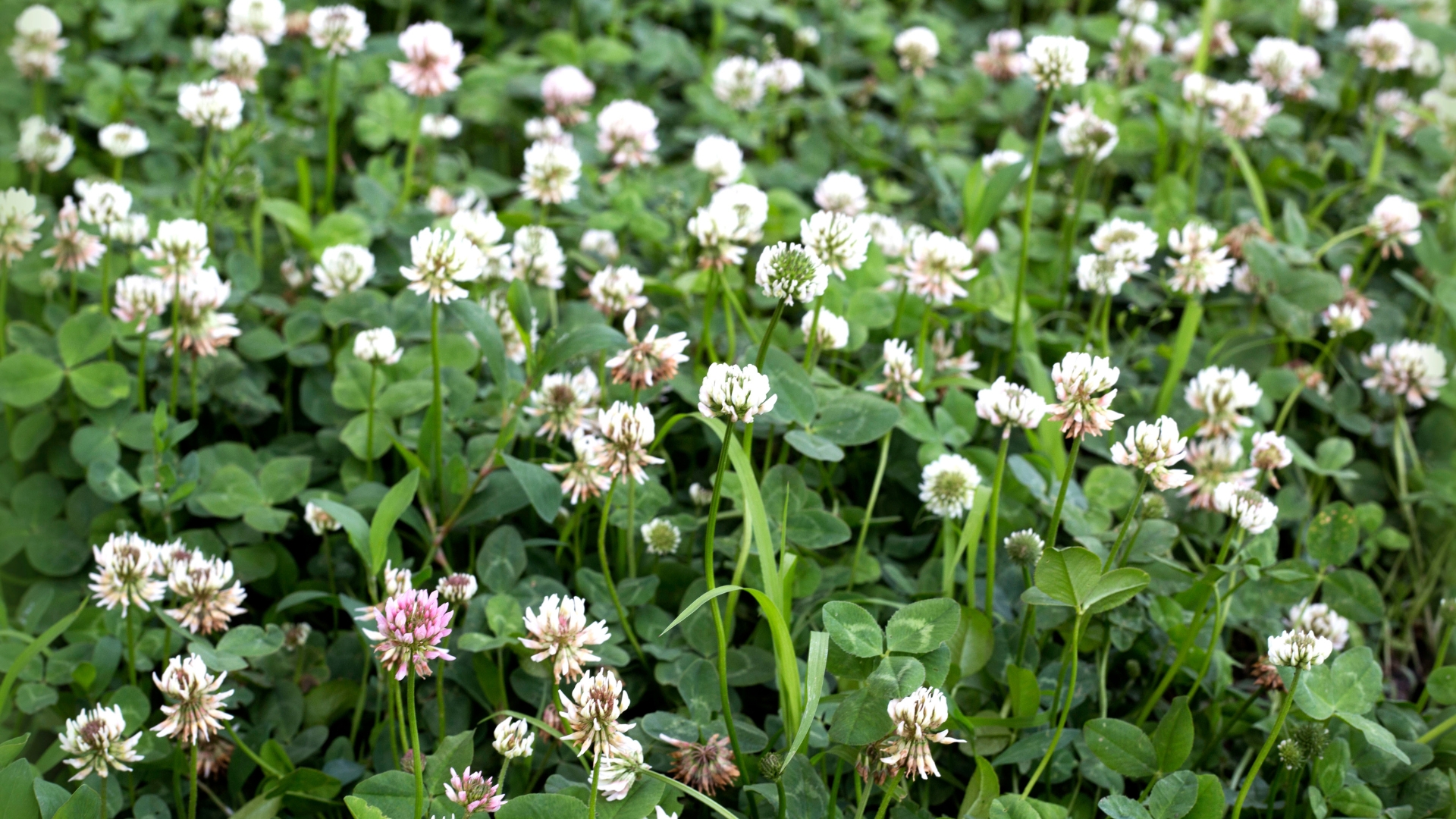 20 Perennials That Replace Lawn (And Don’t Require Fertilizer Or Extra Care)