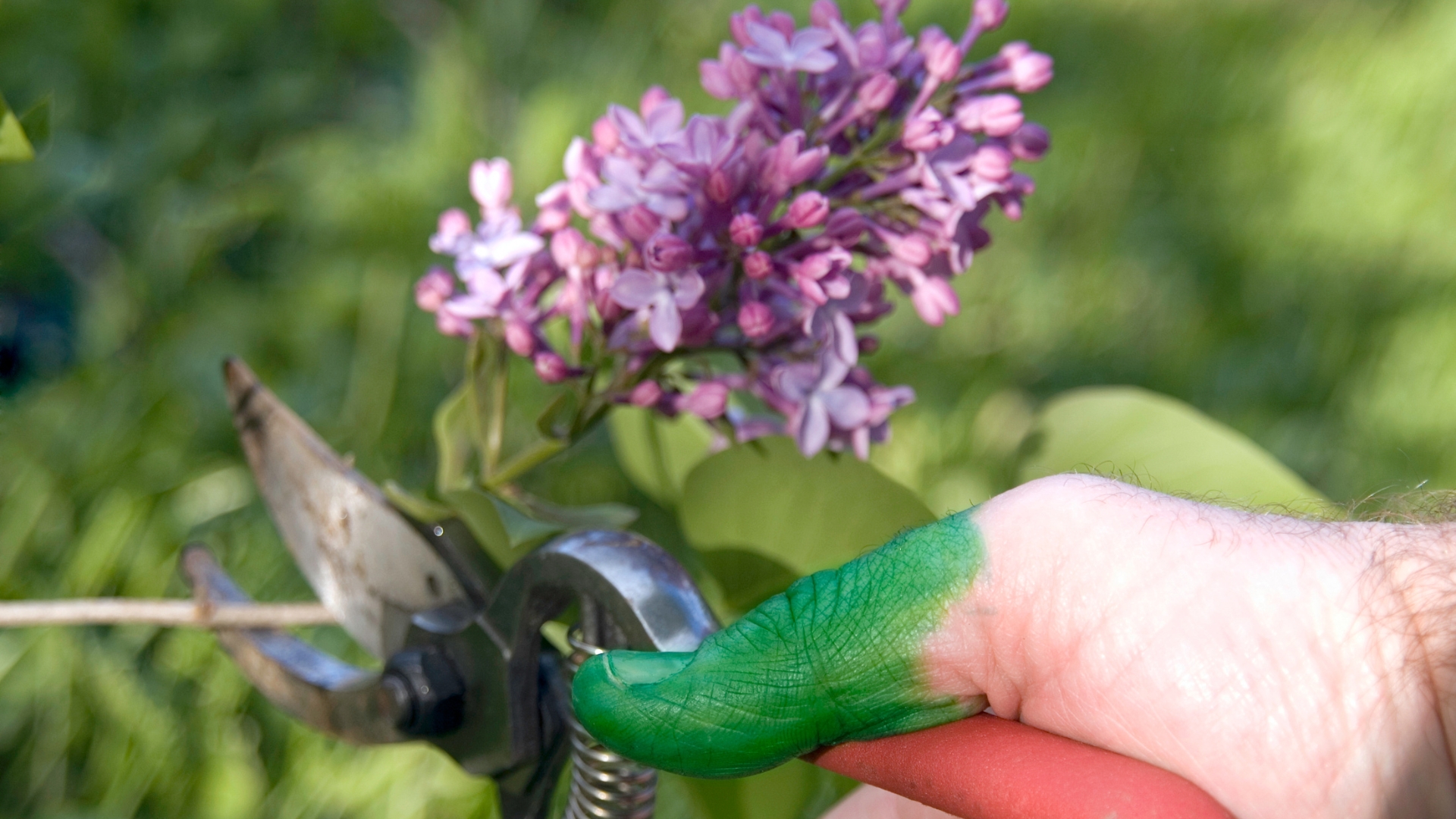gardener prunes lilac plant