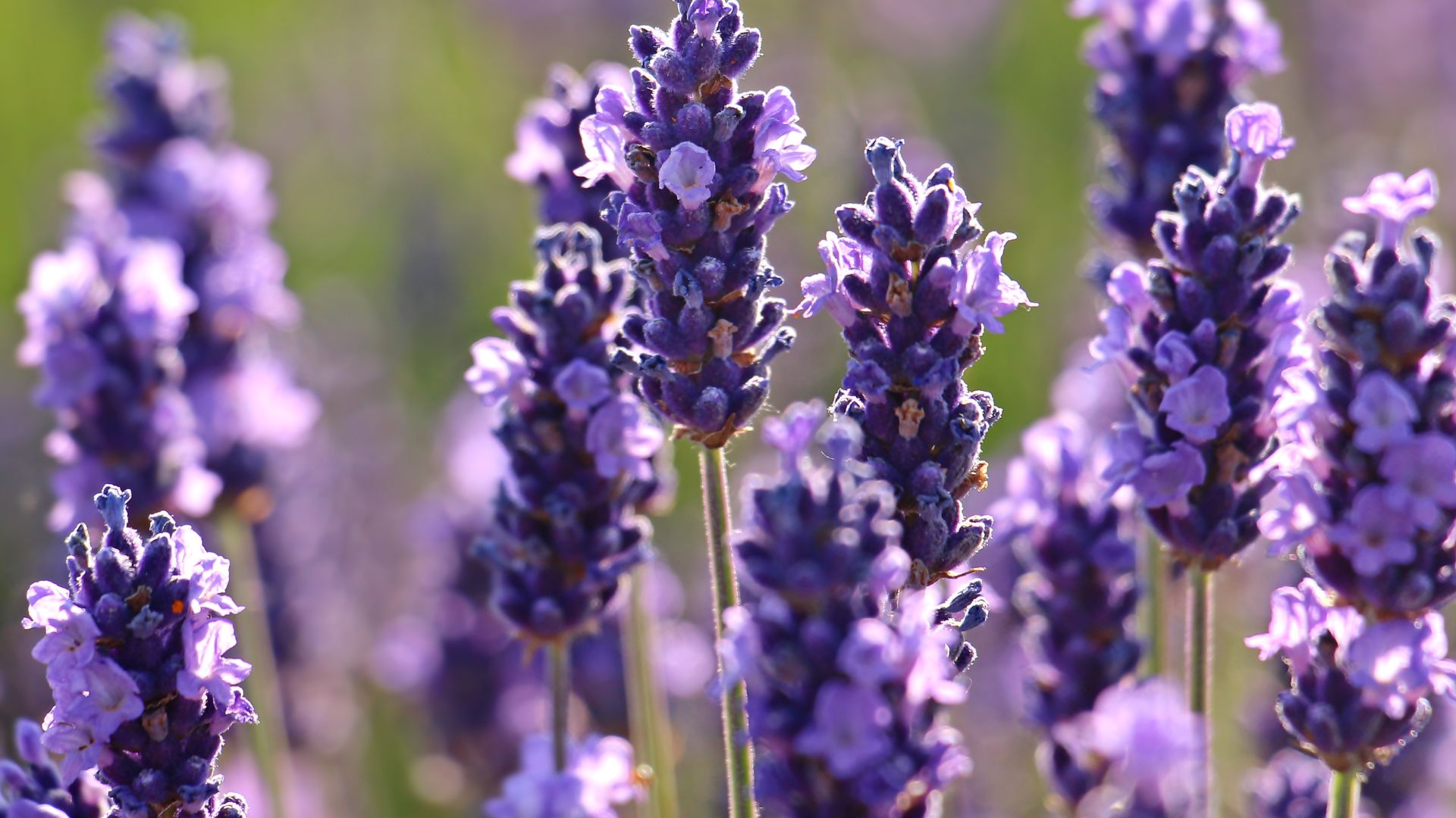 lavender