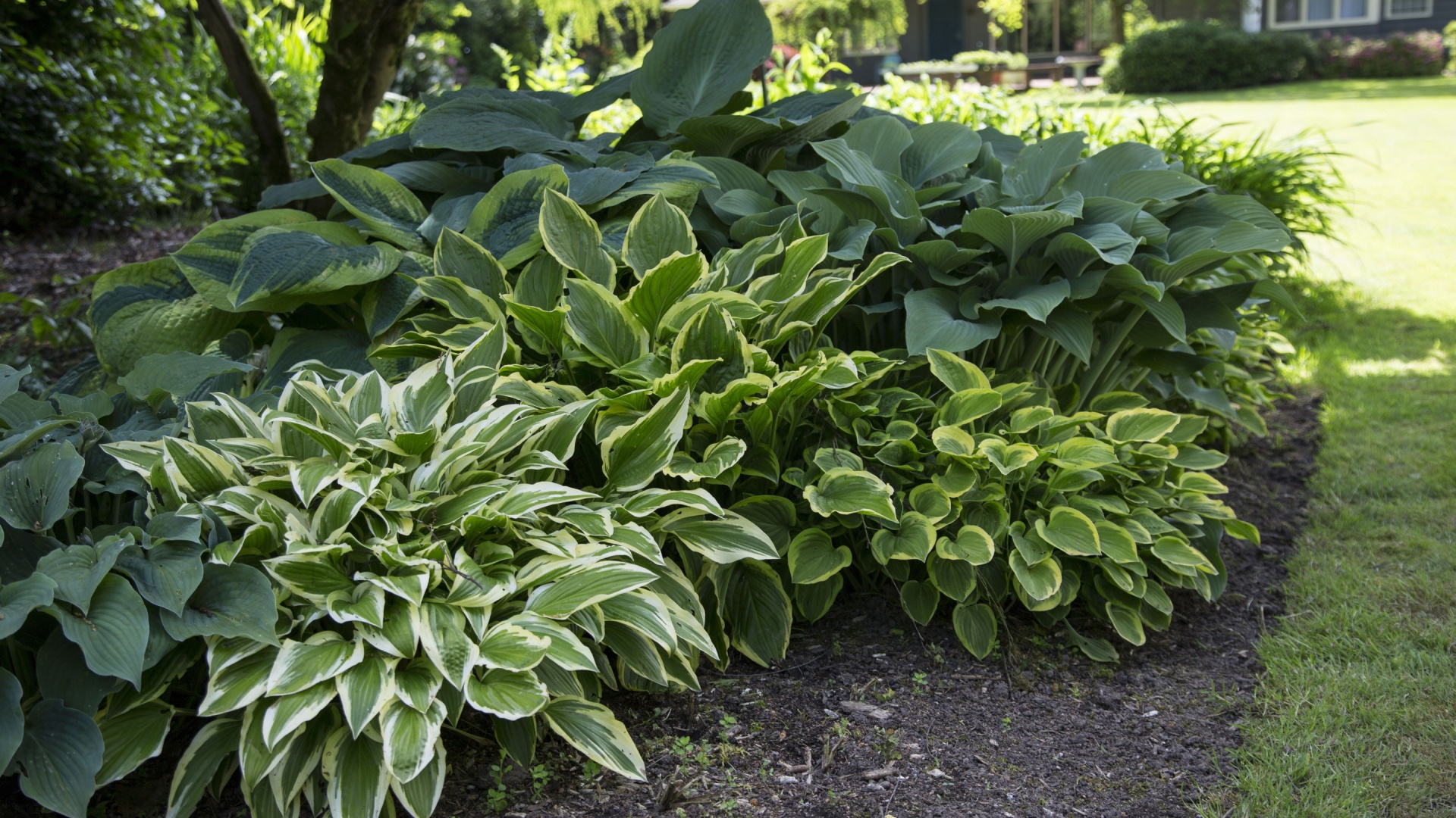 20 Shade-Loving Plants That Make Any Garden Look Lush And Gorgeous