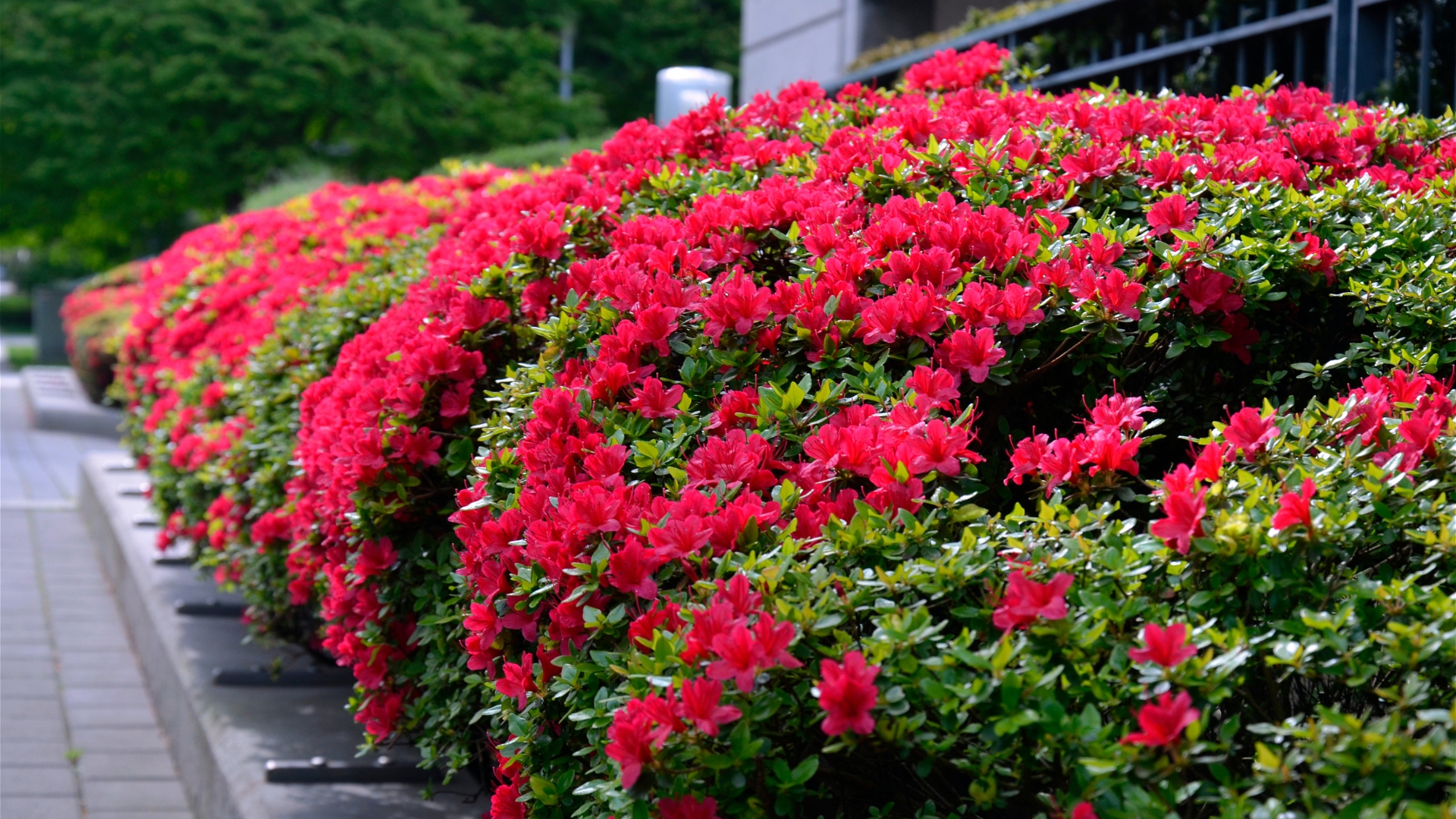 20 Shrubs That Look Luxurious But Are Surprisingly Affordable (And How To Keep Them Healthy)
