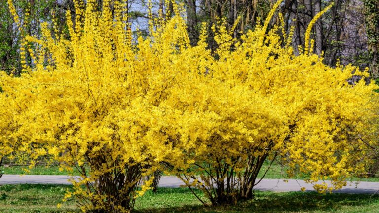 forsythia shrub yellow flowers