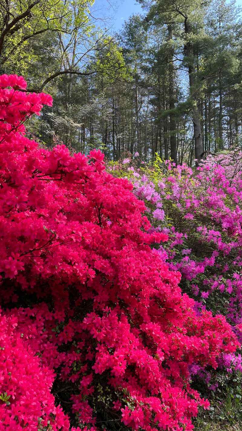Azalea Explosion