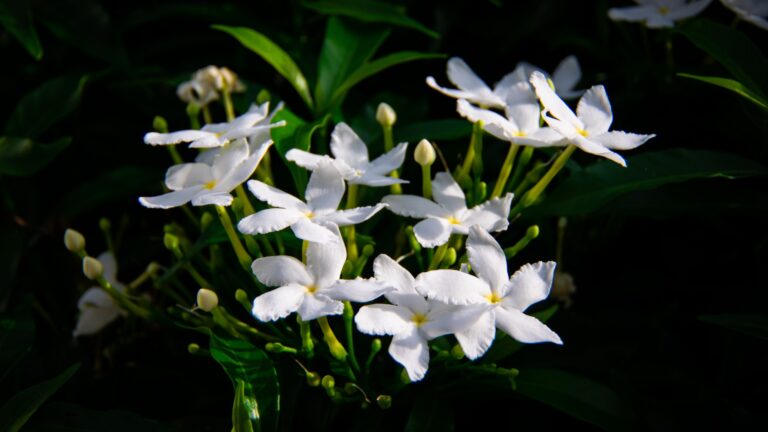 Night-Blooming Jasmine