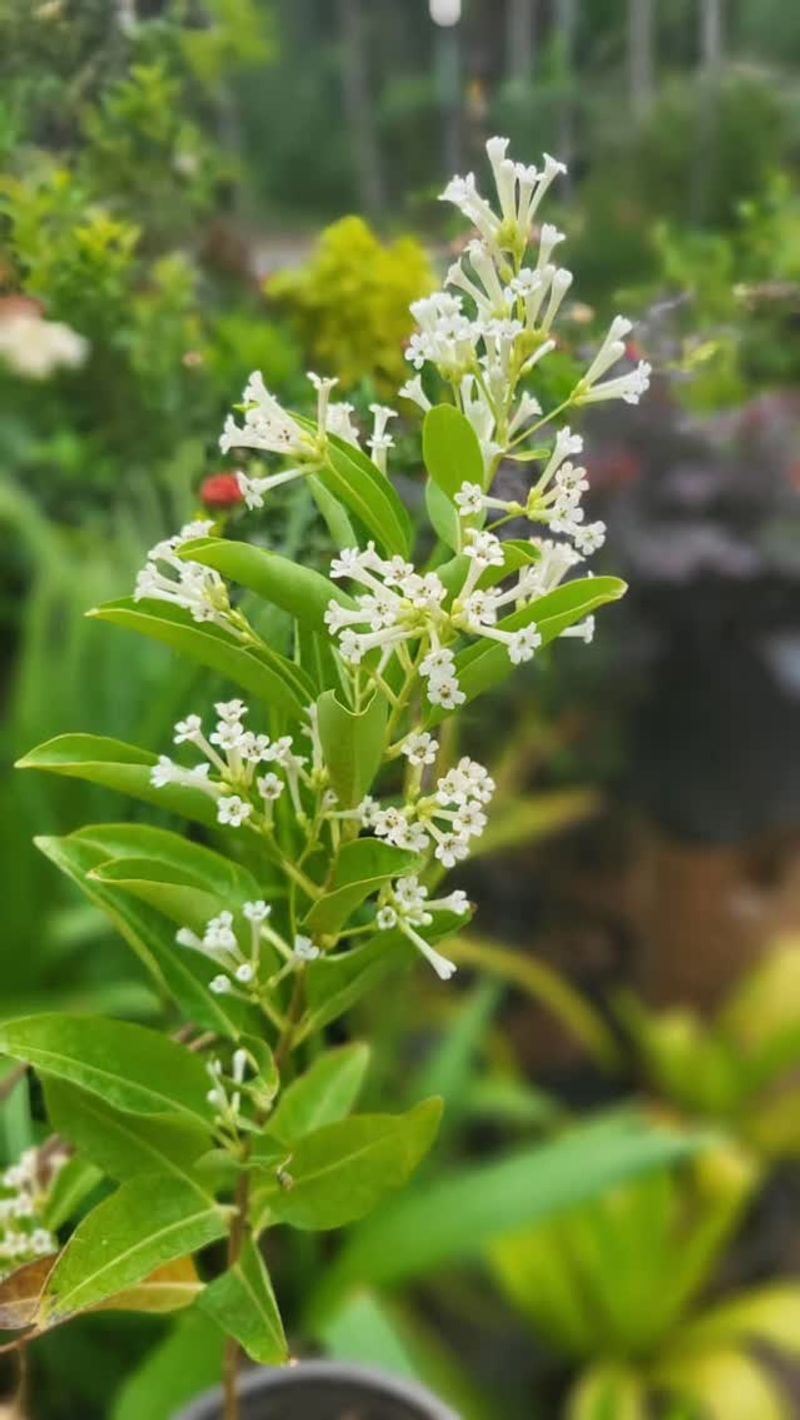 Night-Blooming Jasmine
