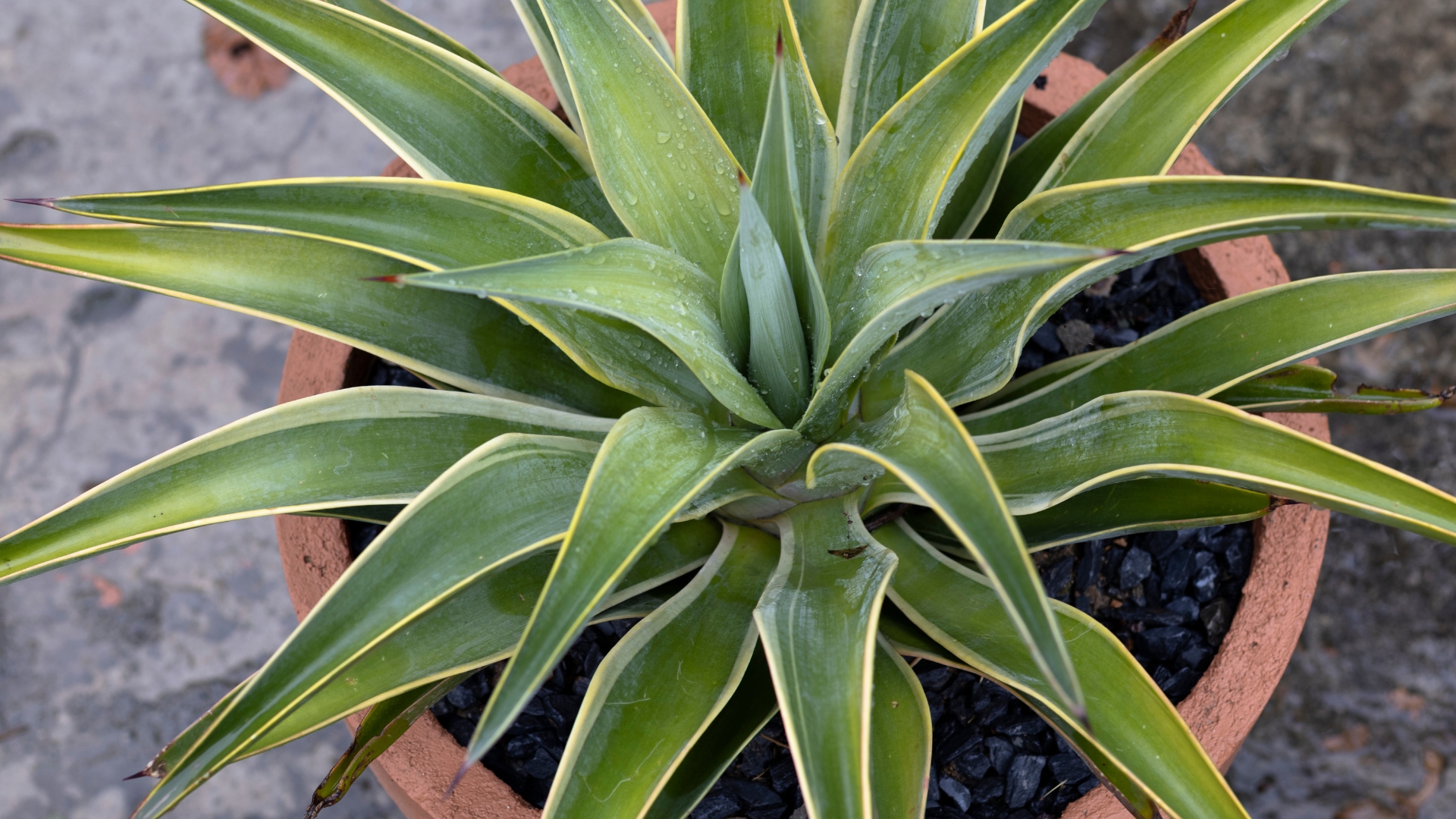 plant