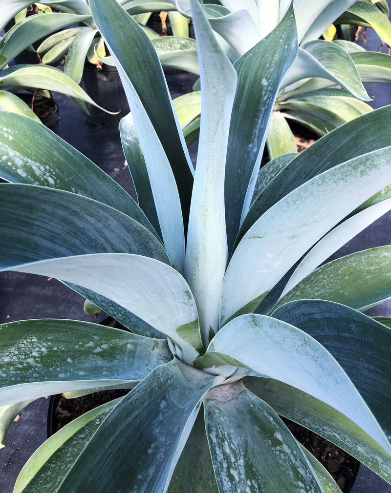 Agave