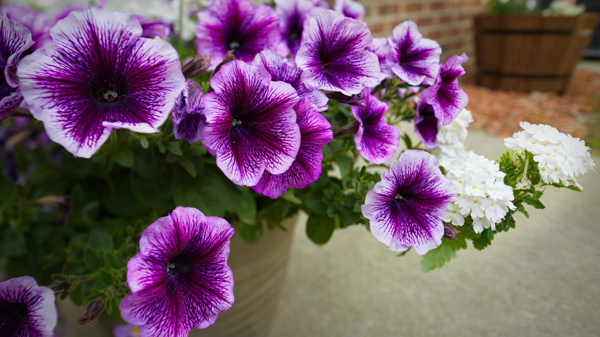 flower