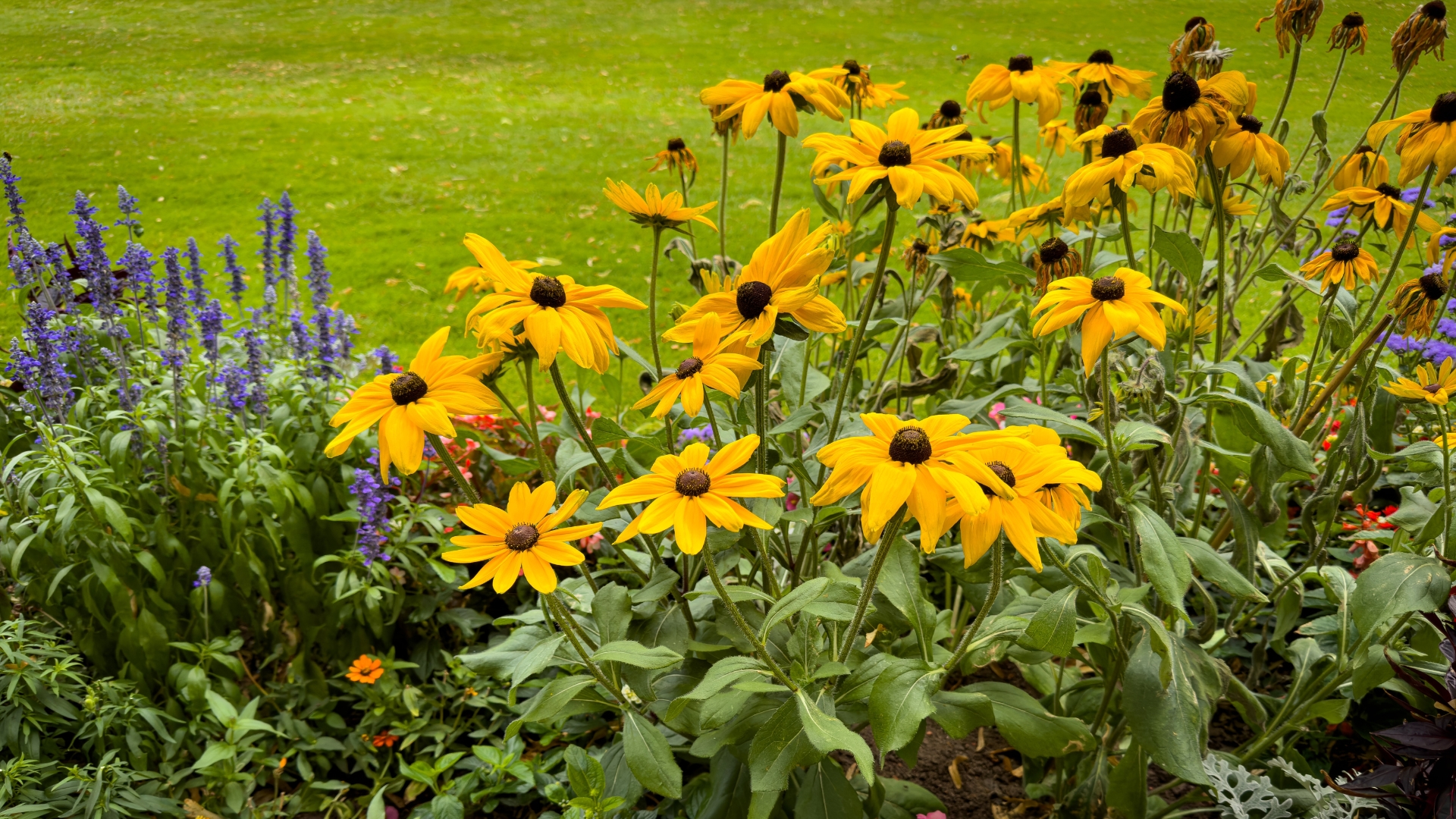20 Summer Bloomers That Reward You Year After Year (And How To Keep Them Blooming)