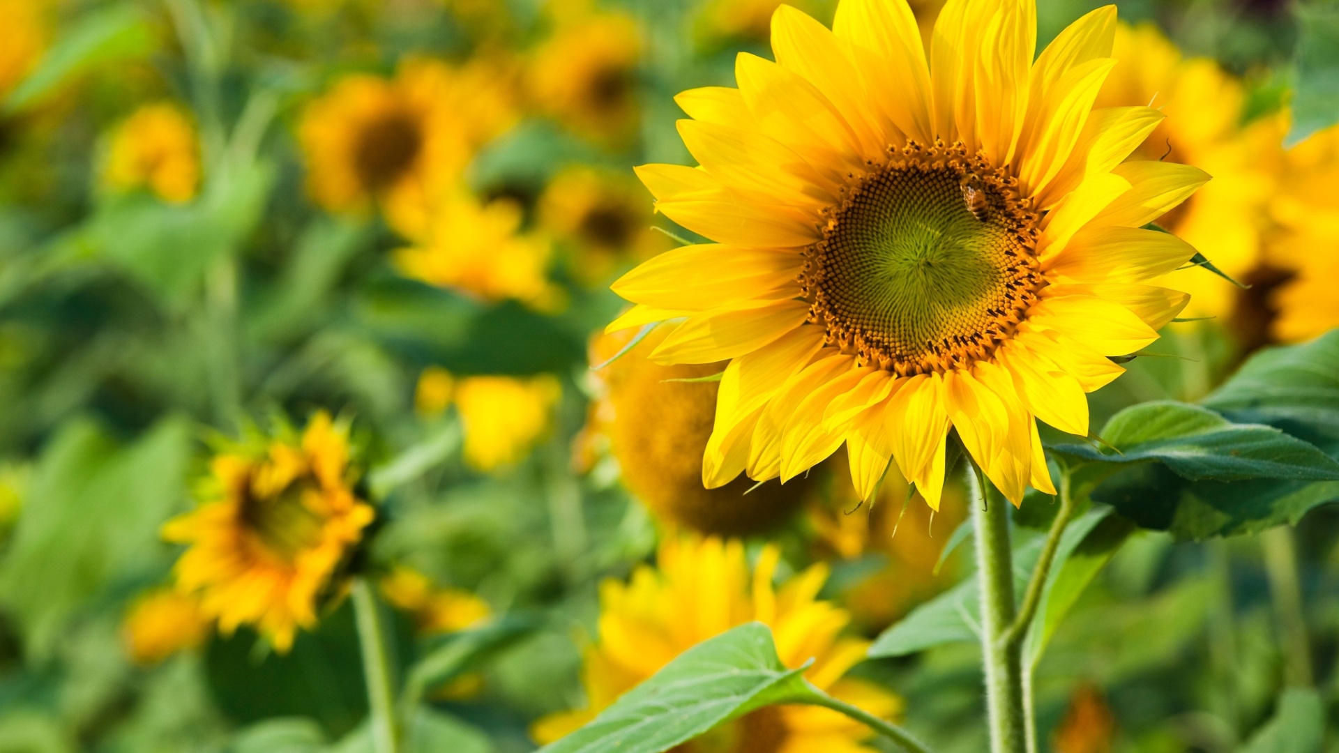 sunflower