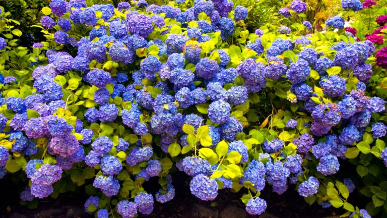 Hydrangeas