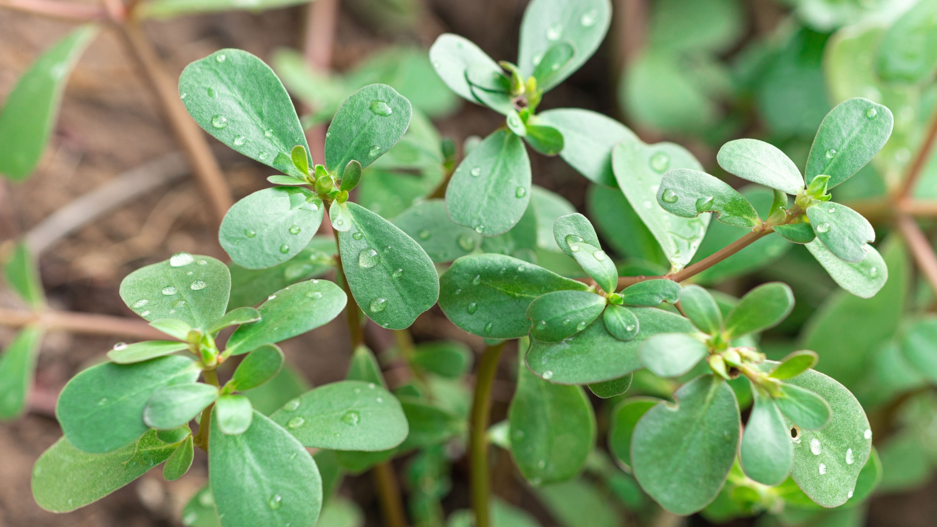 20 Weeds You’ll Want To ID ASAP (Before They Take Over Your Yard)