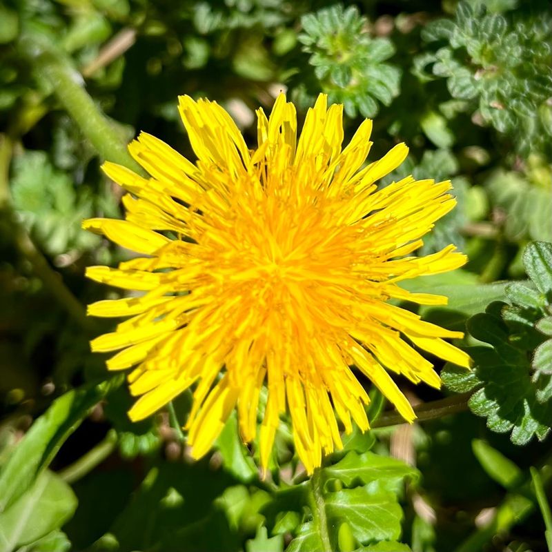 Dandelion (Taraxacum officinale)