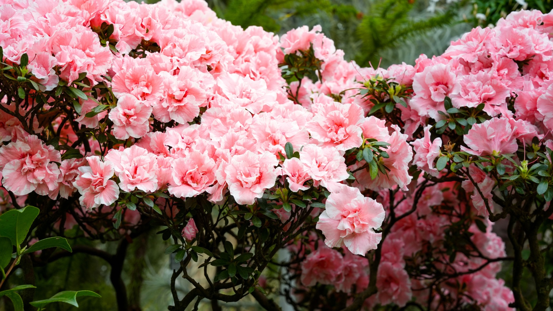 rhododendron shrub in bloom