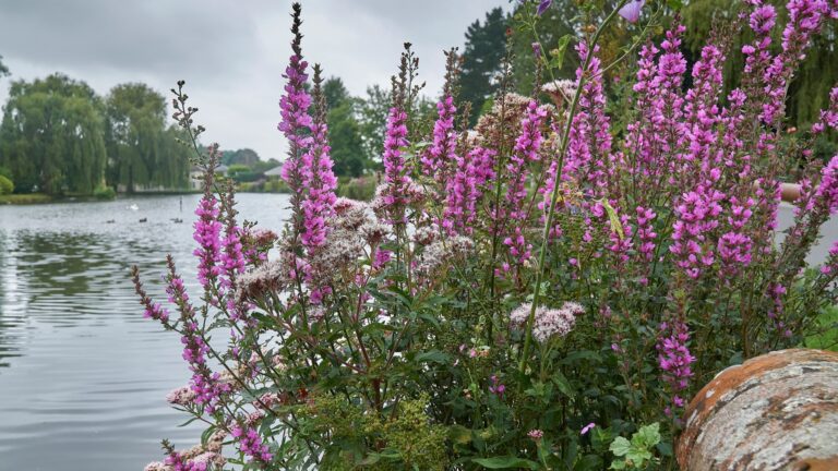 Purple Loosestrife