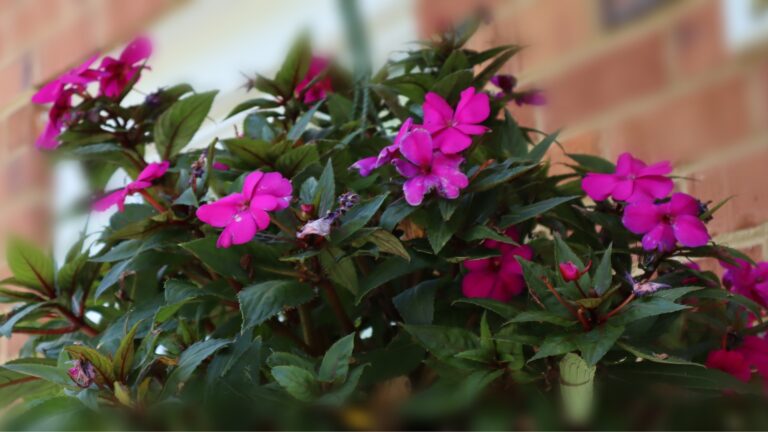potted impatiens plant
