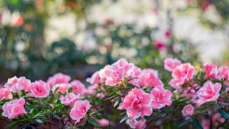 azalea shrub flowers