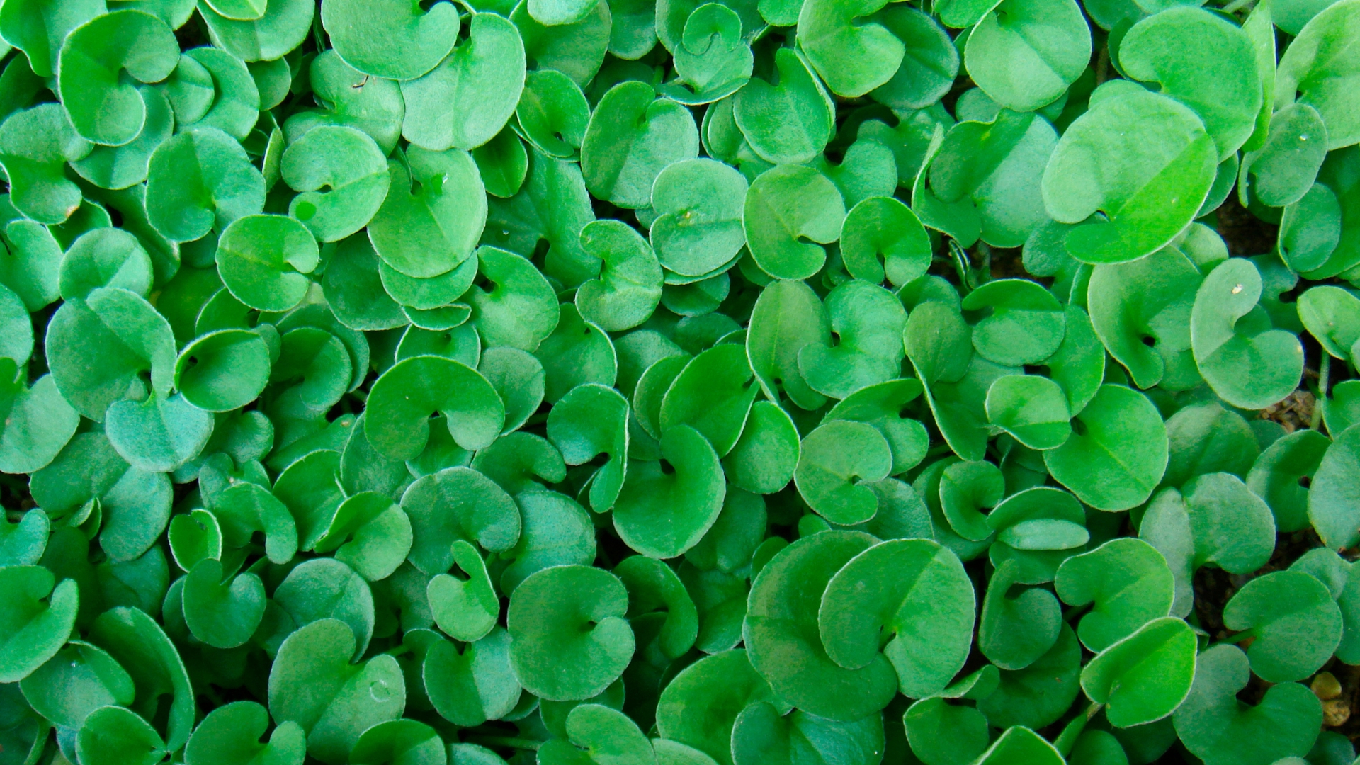dichondra