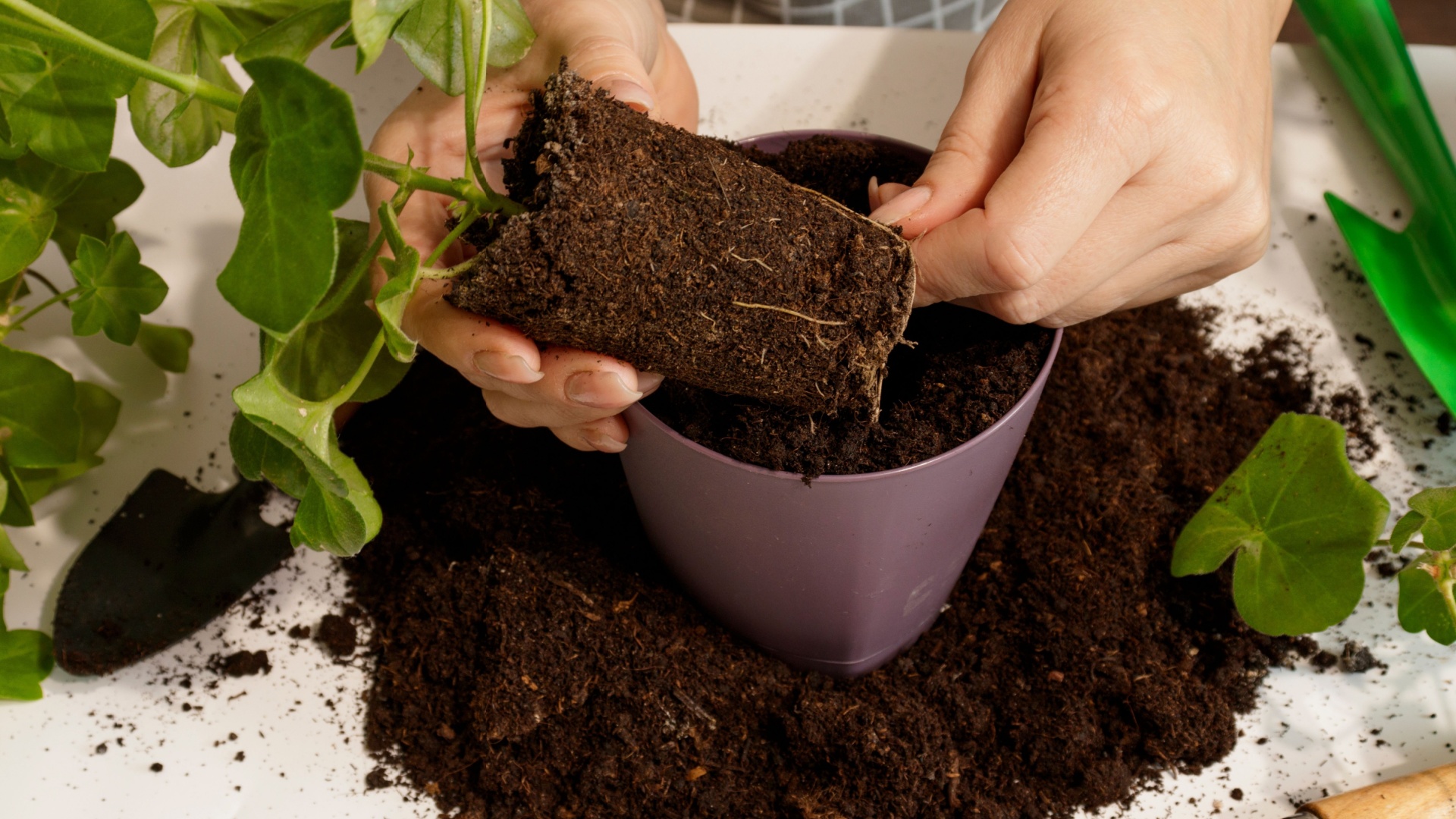 gardener repots a houseplant