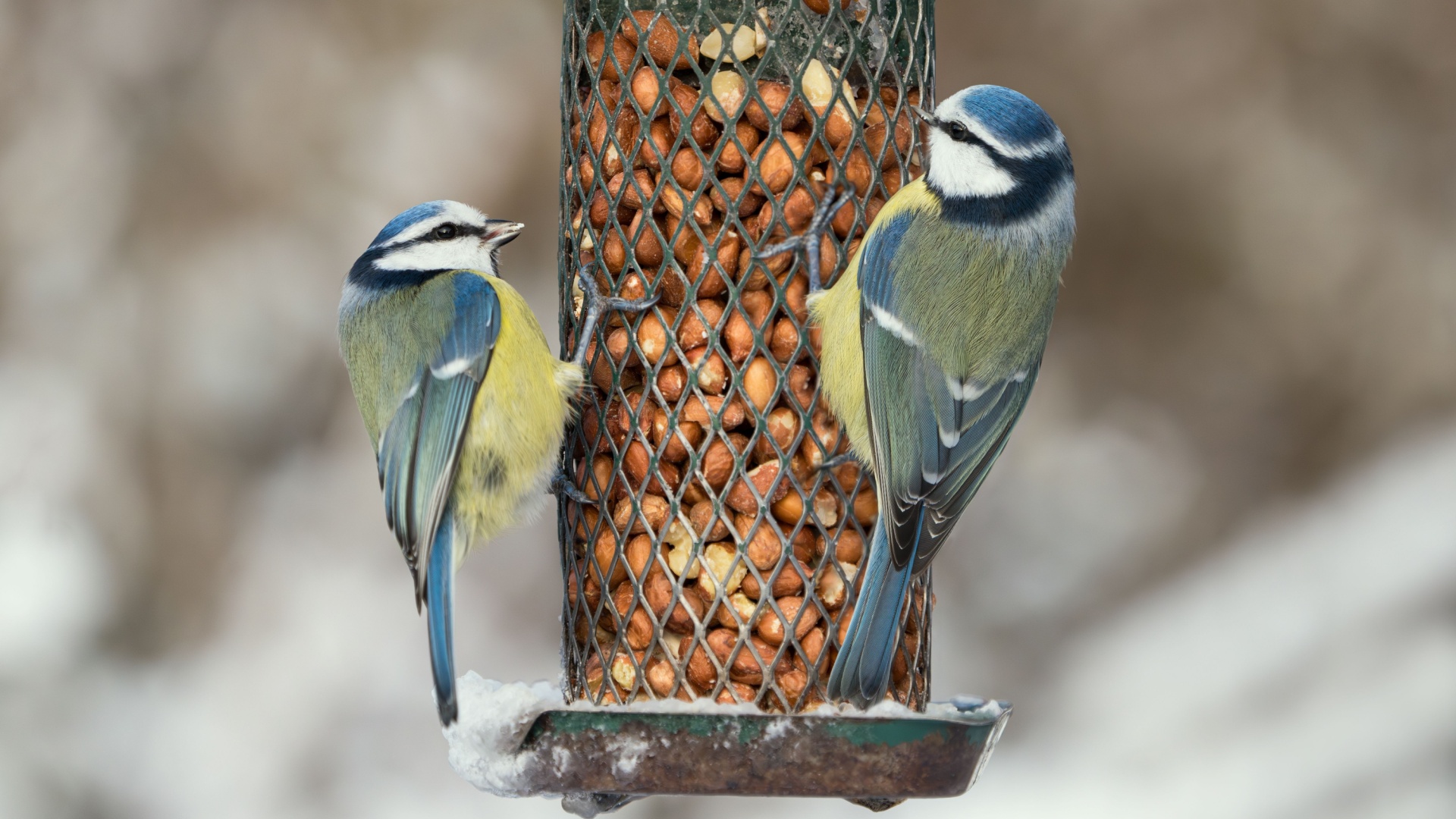 birds feeding on a feeder
