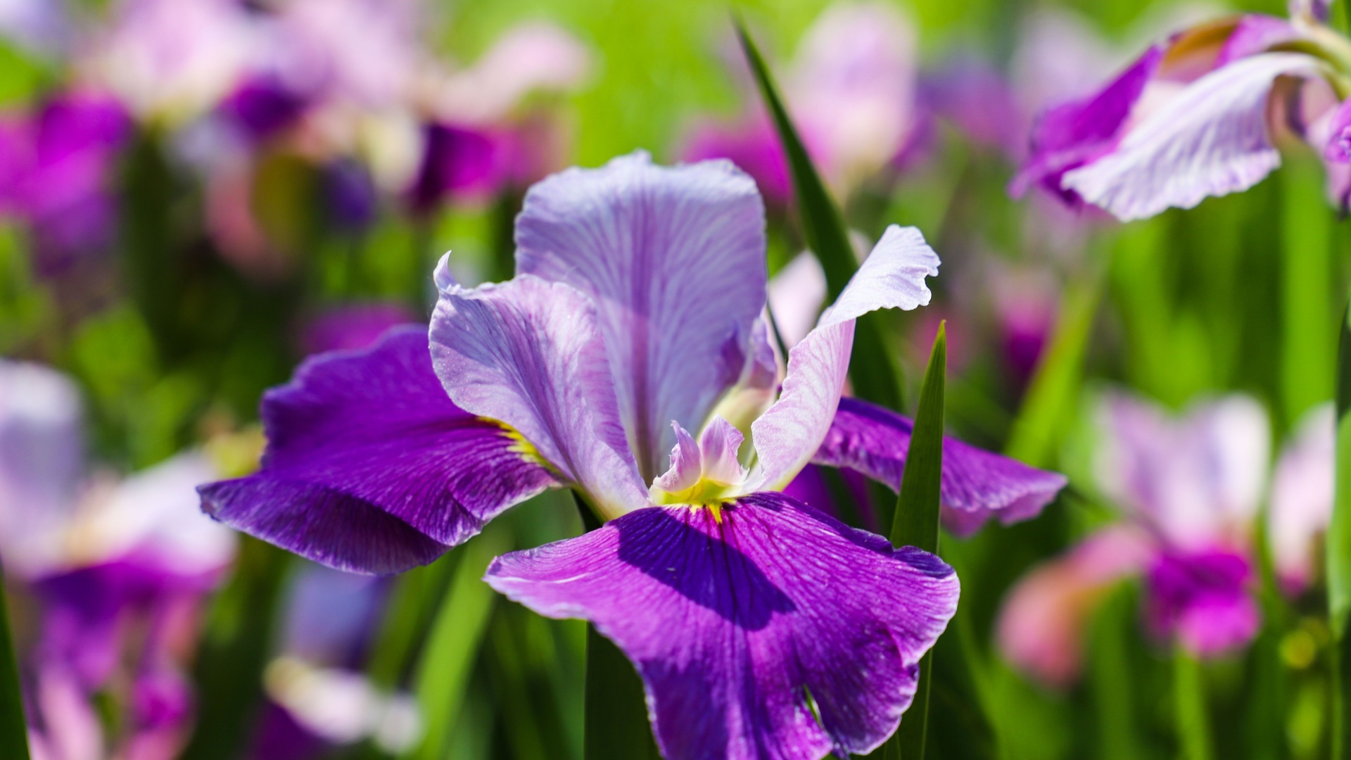 25 Plants That Will Thrive In Your Garden For Generations (Plus A Few More That Stand The Test Of Time)