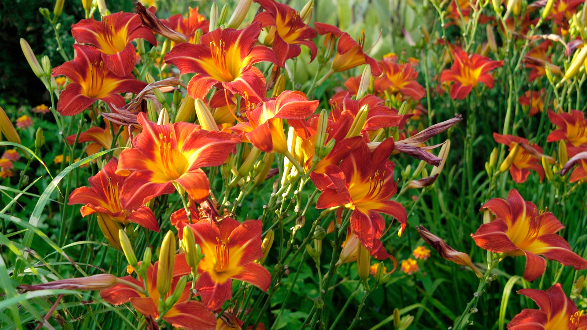 daylilies