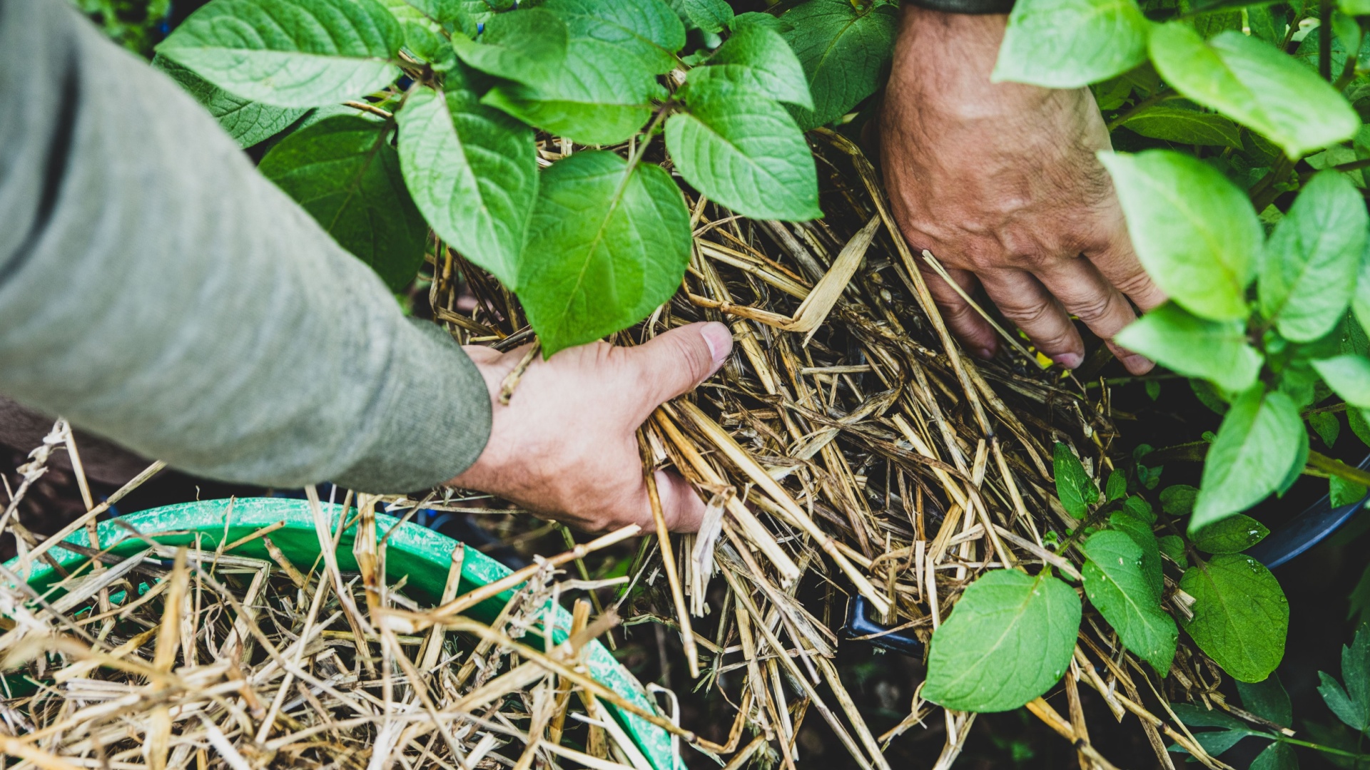 mulching