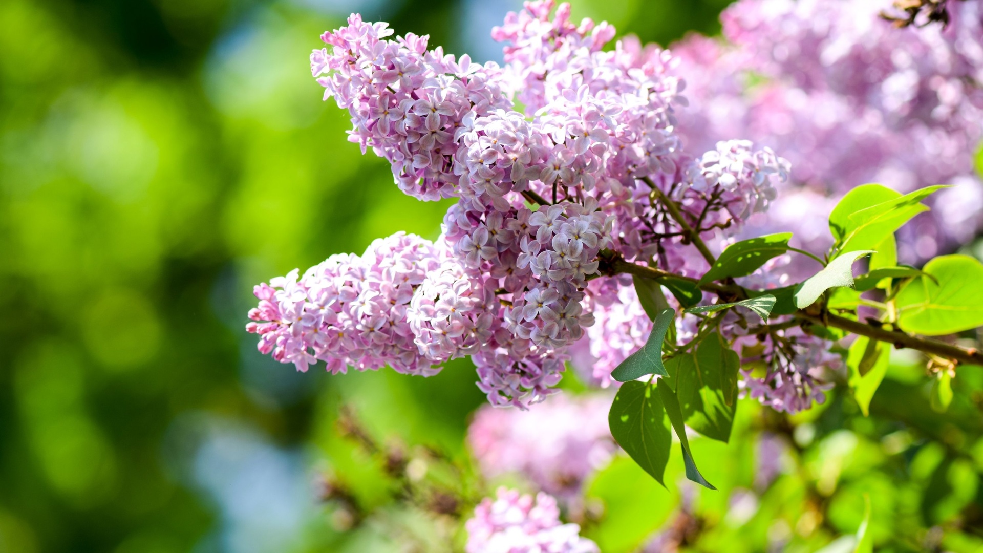 26 Plants You Should Definitely Never Grow Too Close To Your House
