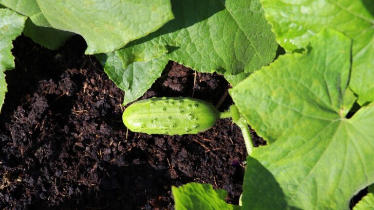 cucumber plant