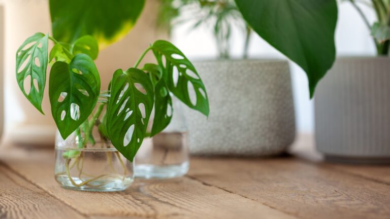 monstera adansonii leaf propagation