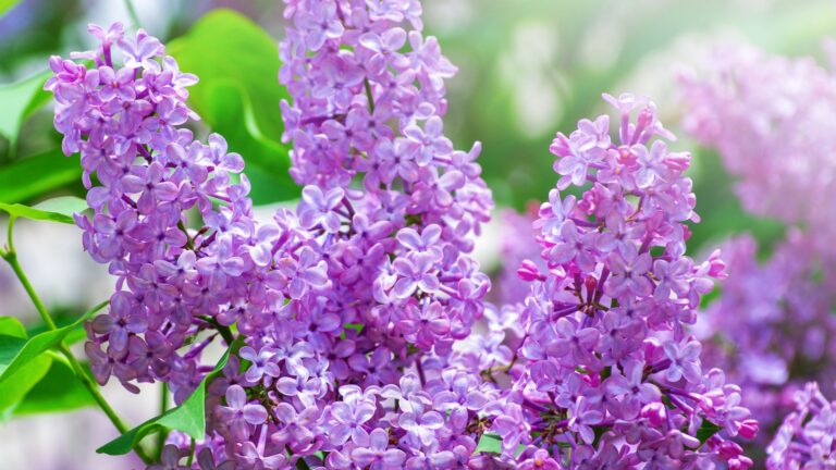 lilac blossoms