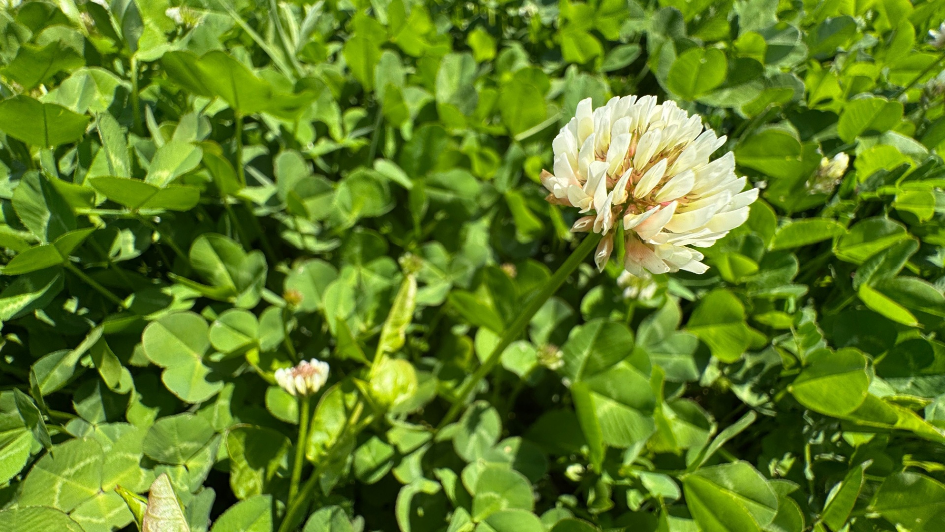 clover