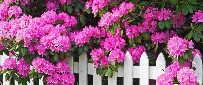 1. Rhododendron