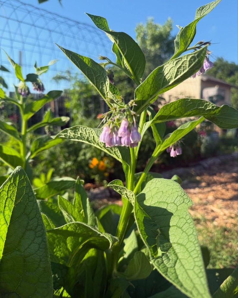 4. Pollinator Paradise