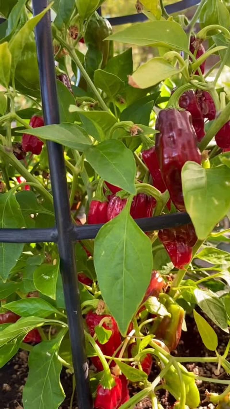 4. Peppers