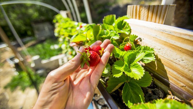 4. Gutter Garden Strawberries
