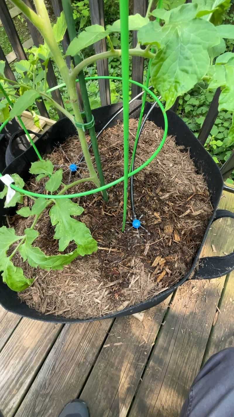 4. Inconsistent Watering Habits