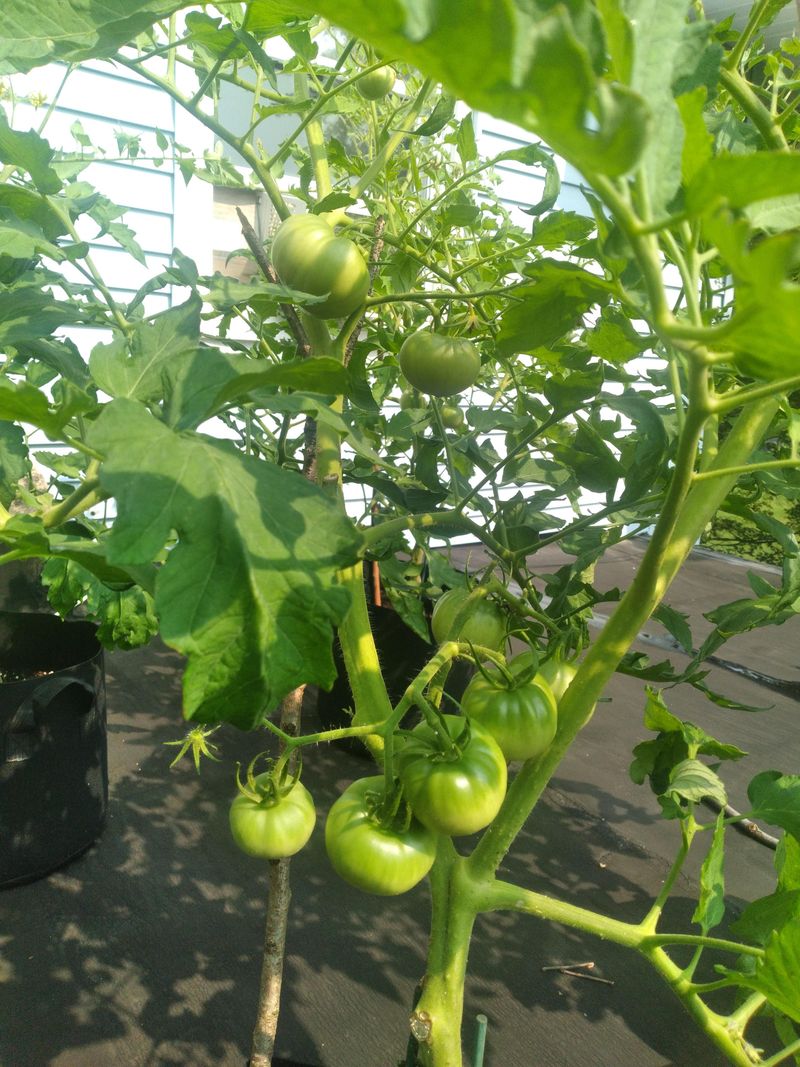 4. Improper Watering