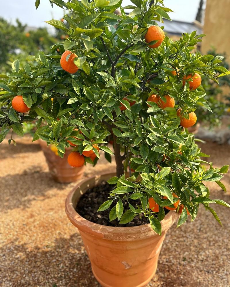 4. Citrus Trees