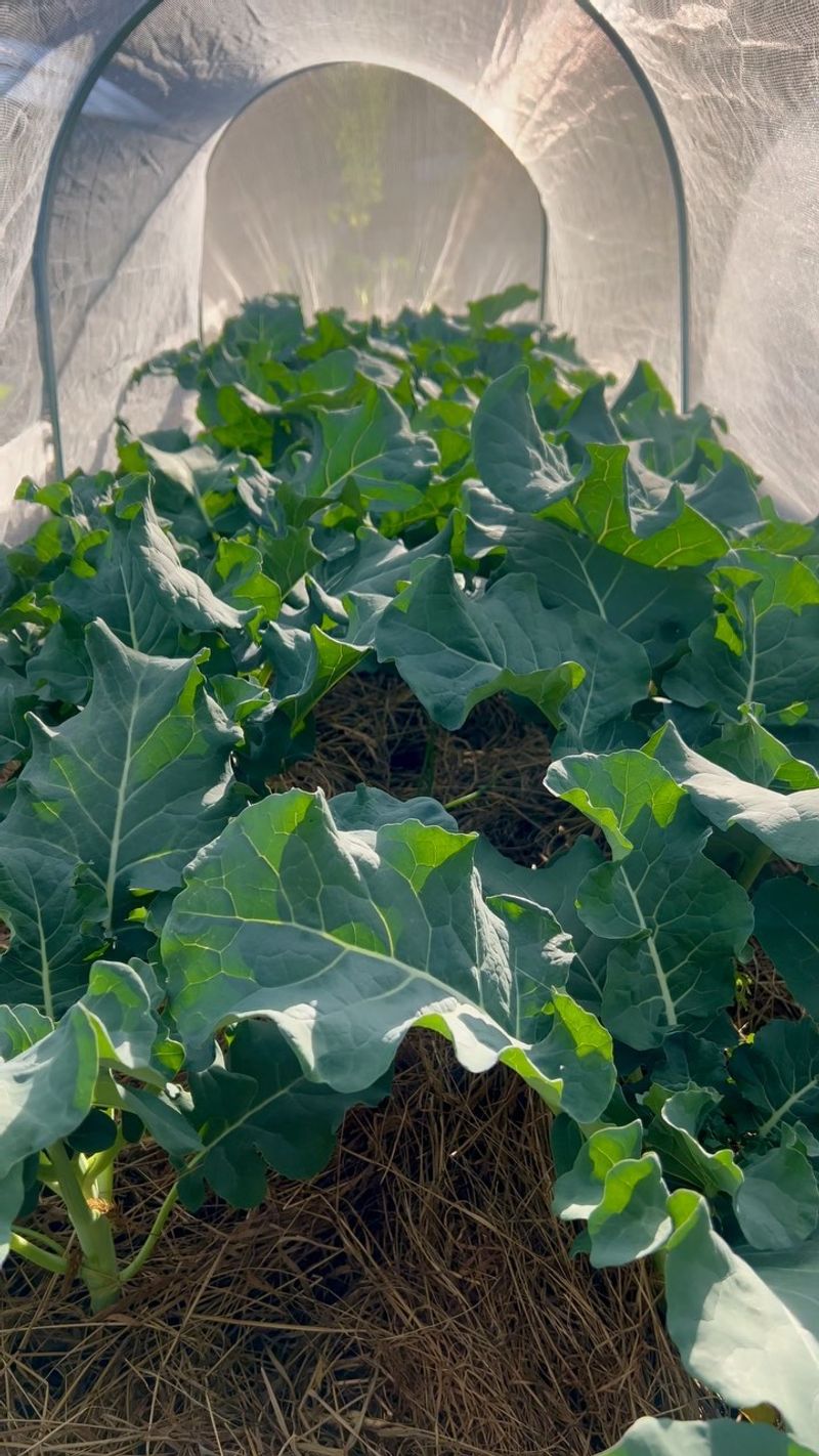 4. Broccoli - No Match For Midsummer