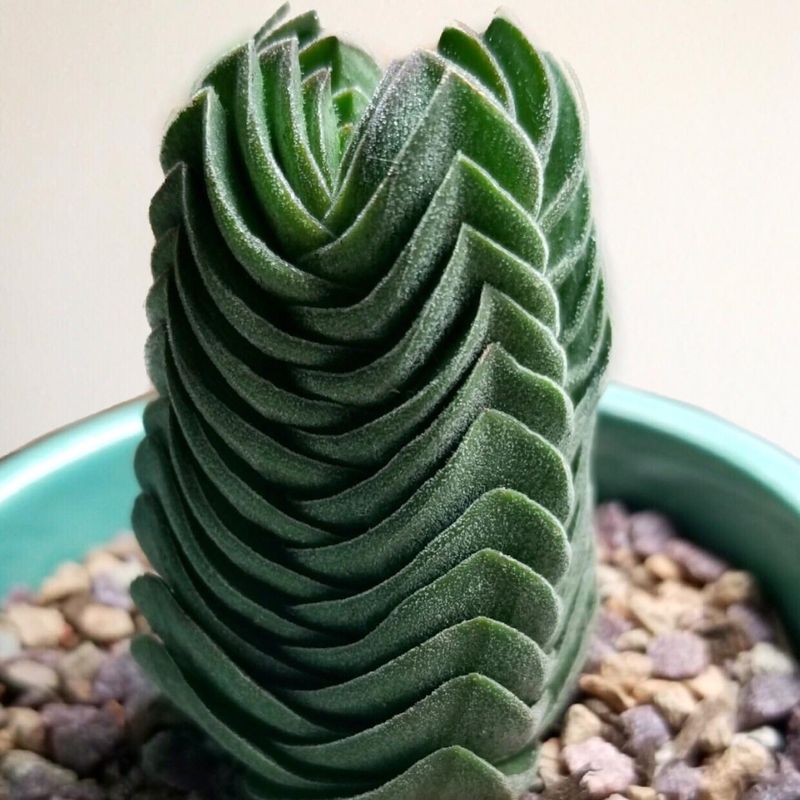 4. Buddha's Temple