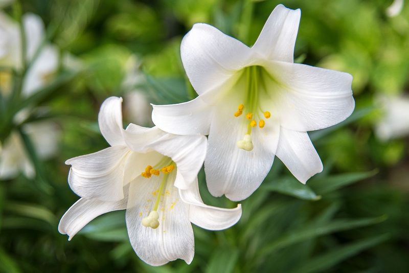 4. Conserves Plant Energy