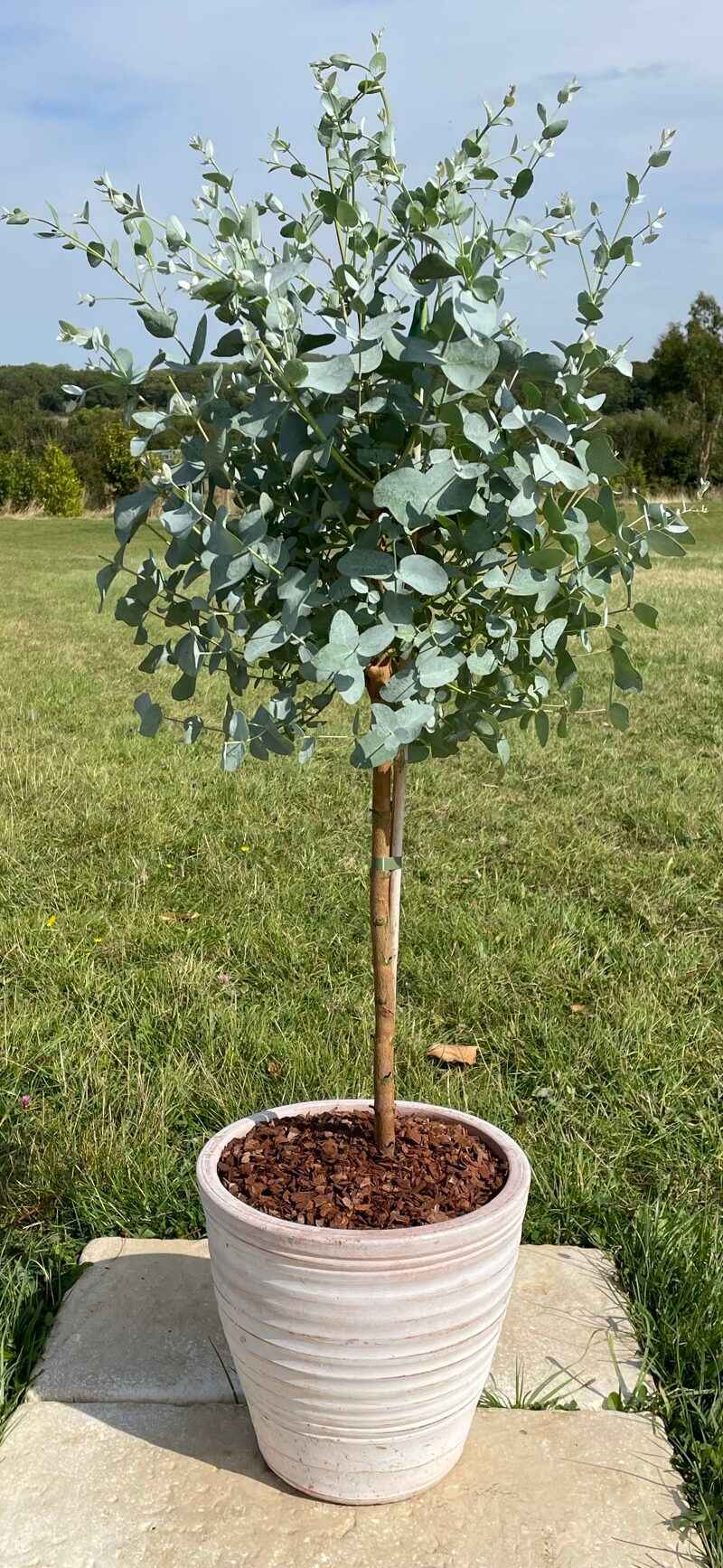 4. Eucalyptus
