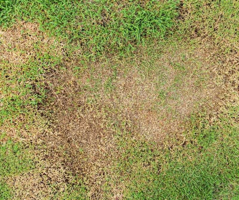 4. Lawn Disease Spreads Unchecked